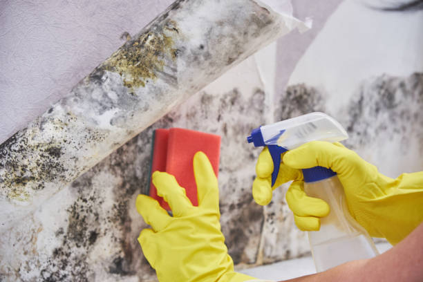 Waikoloa Village, HI Mold Removal Services Company